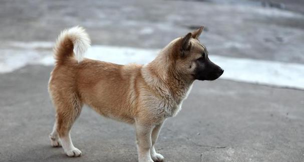 工作犬关键行为阶段解析（以宠物为主，了解犬只行为发展的必经过程）