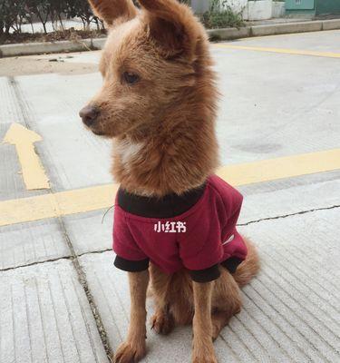 公狗提后腿撒尿的原因（揭秘公狗撒尿的神秘行为，了解他们的“尿道文化”）