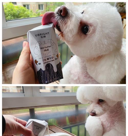 教你解决狗狗不喜欢喝水的问题（拯救宠物健康，从改善喝水习惯开始）