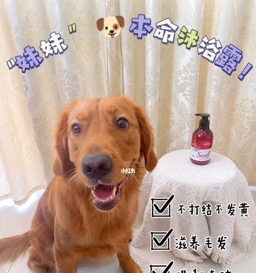 揭秘狗狗不喜欢洗澡的原因（宠物需要关注的细节）