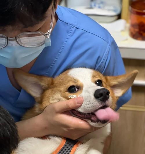 如何解决宠物狗狗不愿剪指甲的问题？（掌握正确的剪指甲方法，让宠物狗狗轻松愉快）