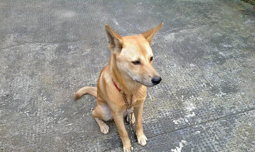 如何让宠物犬愿意出门散步（如何让宠物犬愿意出门散步）