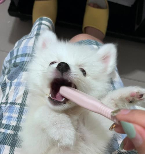 狗狗不愿意刷牙怎么办？（宠物口腔健康的重要性及如何让狗狗乐意刷牙）