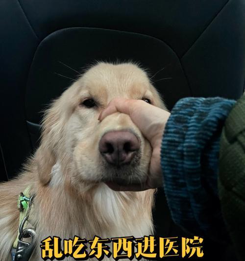 狗狗吃巧克力会中毒吗？（宠物饮食安全需知，巧克力致命毒药）