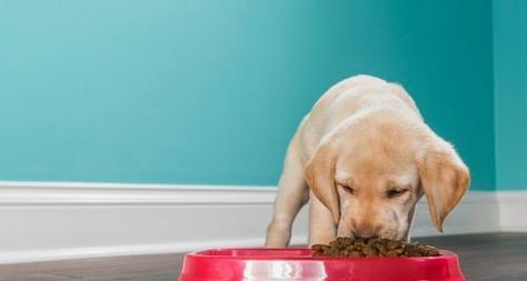 狗狗吃这种东西最致命（小心你的爱犬不要误食这些食物，保护狗狗健康的秘诀）