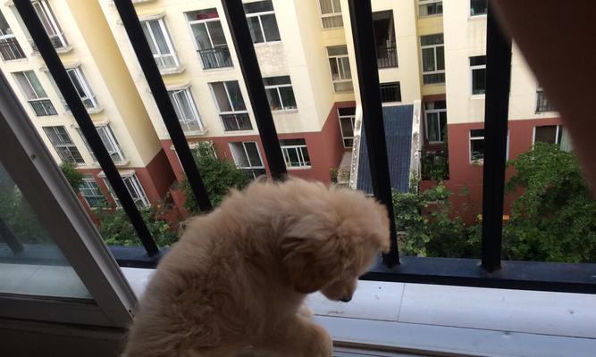 如何训练胆小的狗狗（让你的宠物变得勇敢自信）