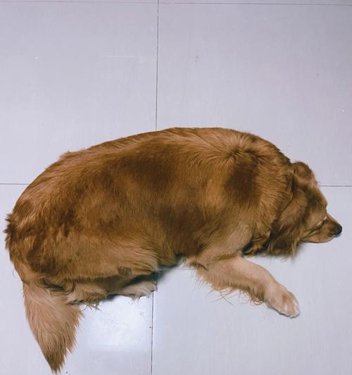 如何帮助宠物狗狗摆脱肥胖症（科学饮食和运动规划，让狗狗健康又活泼）