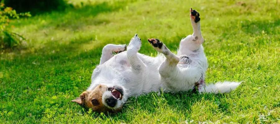 如何应对宠物狗狗的药物过敏（药物过敏犬的症状和预防方法）