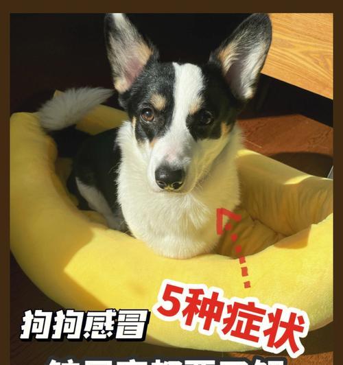 狗狗发情期的养护指南（如何保持狗狗健康和快乐？）