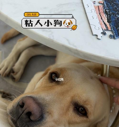 如何处理狗狗过于依赖人的问题（养宠必备技能，让狗狗拥有独立自主的生活）