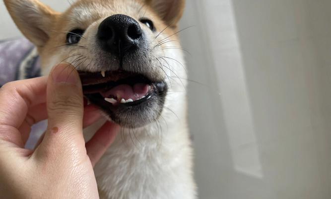 狗狗换牙期间的喂养注意事项（为宠物提供健康的饮食，让它们顺利度过换牙期）