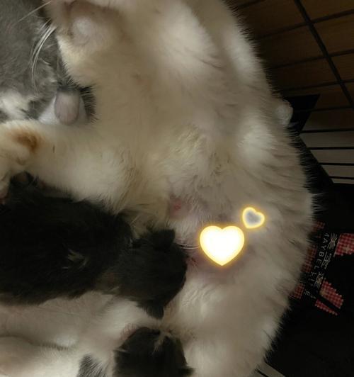 如何帮助狗狗应对乳房炎（预防、诊断与治疗，让你的宠物更健康）