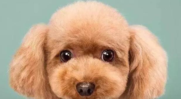 狗狗剪毛后的情绪变化（让宠物更舒适的身体护理）