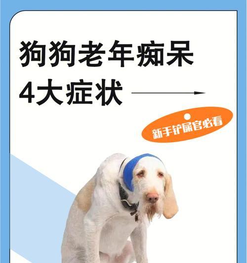 宠物狗进入老年期应该如何照顾？（关爱老年狗的秘诀和注意事项）