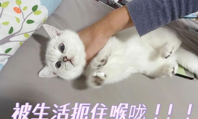 狗狗抓挠人如何解决（探究狗狗抓挠的原因及解决方法，打造和谐的宠物家庭）
