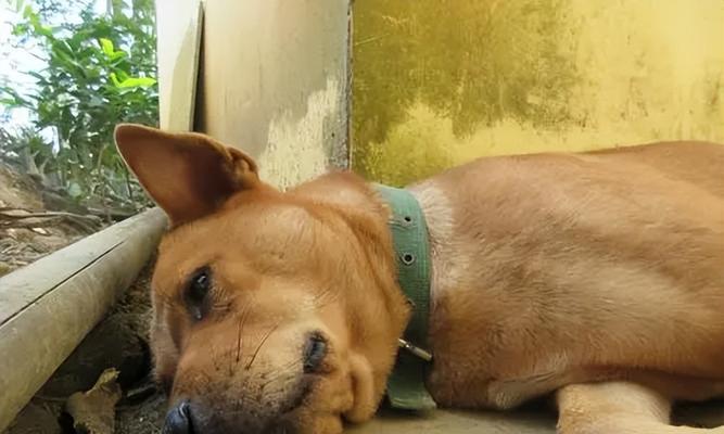 狗狗流泪的原因：揭开宠物世界的秘密