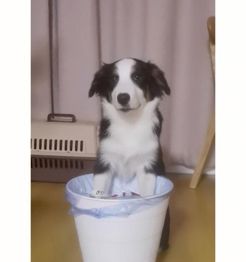 如何防止宠物狗乱翻垃圾桶？（解决宠物乱翻垃圾桶的好方法）