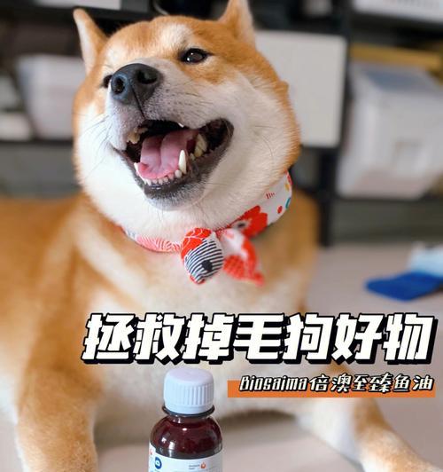 爱宠护发大作战（用心呵护你的毛茸茸小伙伴）
