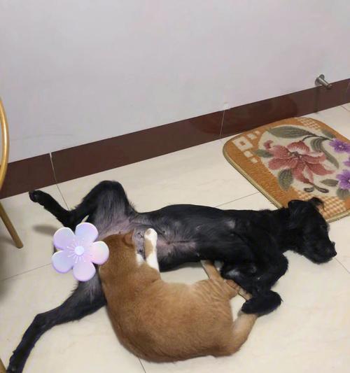 如何给没有母乳的狗狗喂养（宠物狗的饮食需求及喂养方法）