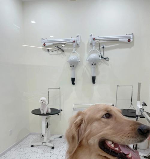 狗狗美容必备工具一览（打造宠物专属美容空间，为狗狗提供贴心呵护）