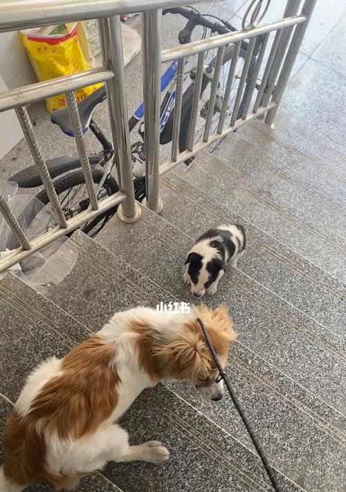 狗狗爬楼梯的危害（宠物主人必读！）