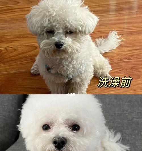 狗狗不能洗澡的时间