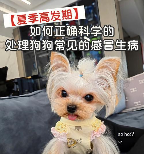 狗狗重病护理全攻略（如何做好宠物的护理工作，让狗狗早日康复？）