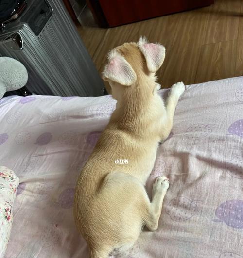 狗狗如何记住主人？（探秘狗狗记忆力的奥秘）