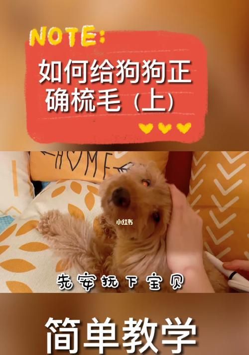 狗狗的梳毛顺序与手法（为你的宠物打造柔顺亮丽的毛发）