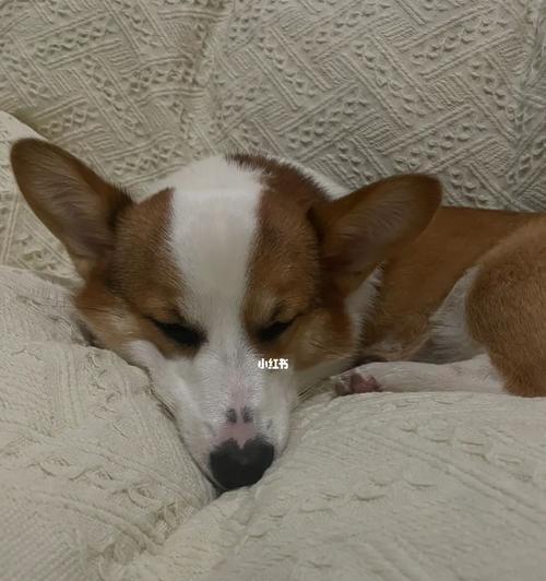 狗狗的睡眠习惯（如何培养宠物的正常睡眠习惯）
