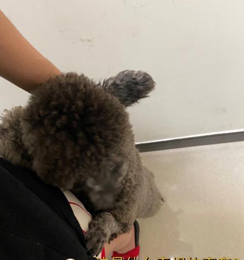 揭秘狗狗胆小的原因（探究狗狗胆小行为背后的心理）