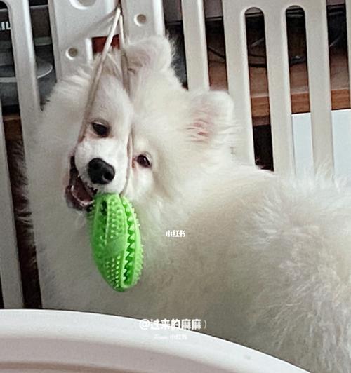 狗狗玩玩具的好处（让宠物更快乐、健康、聪明）