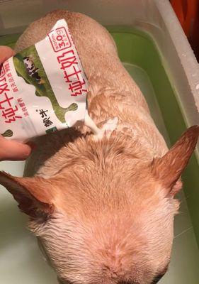 狗狗为什么会皮肤干燥？（探究狗狗皮肤干燥的原因及解决方法）