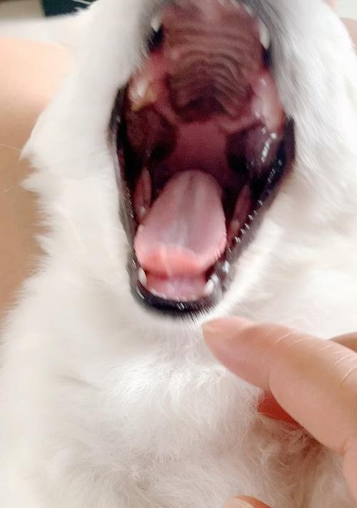 狗狗为什么会咬手指头？（探究狗狗咬手指头的原因和解决方法）