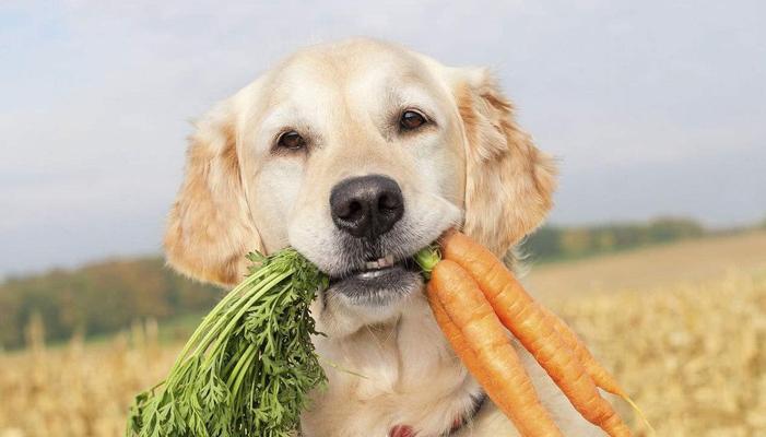 狗狗为何喜欢藏食物？