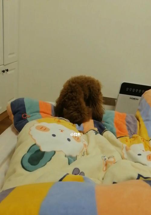 狗狗为什么喜欢埋东西？