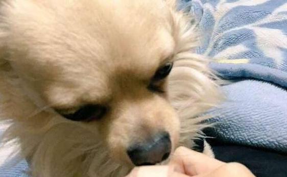 如何解决狗狗喜欢咬人问题？（让宠物拥有正确的行为教育和训练，避免咬人事件发生）