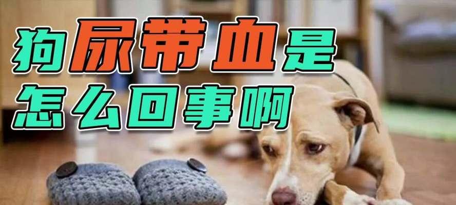 狗狗小便变黄可能意味着什么？（探究狗狗小便变黄的原因及应对策略）