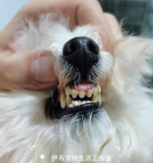 宠物狗狗牙齿变黄如何处理（从饮食、护理到专业洁牙，帮你解决狗狗牙齿变黄的问题）