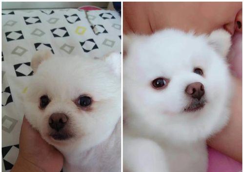 狗狗眼部清洁护理指南（关爱宠物健康，从眼部清洁开始）