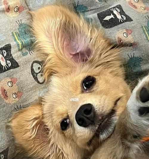狗狗眼睑息肉的原因、症状与治疗方法（解读狗狗眼睑息肉，给宠物健康护航）