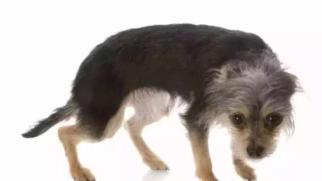 狗狗摇尾巴的含义（解读狗狗不同场合下摇尾巴的真正意图）