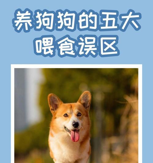 揭秘狗狗疫苗误区（让爱宠远离健康险情）
