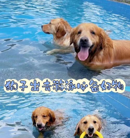 狗狗游完泳后还需要洗澡吗？（探究宠物游泳的卫生问题）