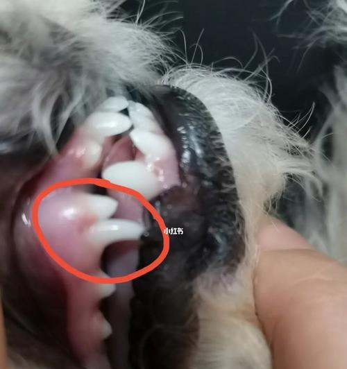 狗狗双排牙的处理方法（为宠物健康着想，及时解决双排牙问题）