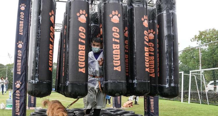 狗狗障碍赛训练全攻略（打造与众不同的宠物狂欢，让狗狗成为赛场上的明星）