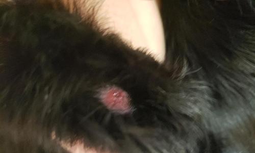 宠物狗狗真菌感染应该如何处理？（了解真菌感染狗狗的原因和处理方法）