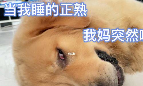 狗狗睡觉频率正常吗？（探究狗狗睡觉的原因和习惯）