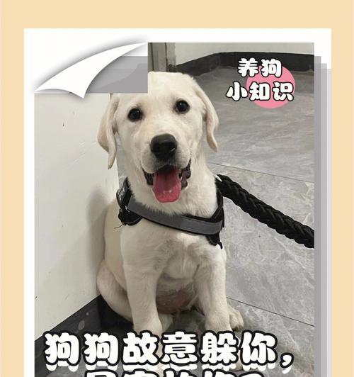 狗狗最怕的事情是什么？（揭秘狗狗心中最大的恐惧）