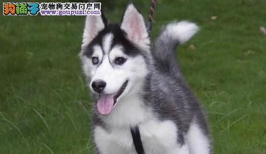 宠物狗产后不进食怎么办？（以古牧产后饮食问题及解决方法）